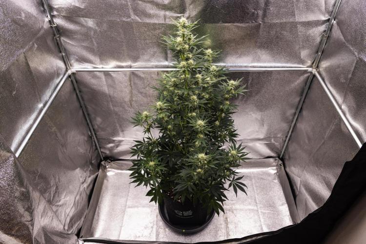 Royal Cheese - Farm #22. Week 6 - Royal Cheese - Day 42.