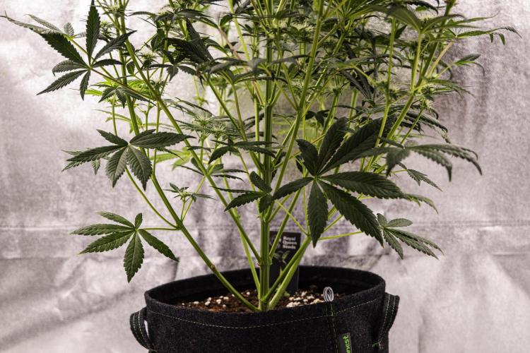 Royal Cheese - Farm #22. Week 6 - Royal Cheese - Day 42.