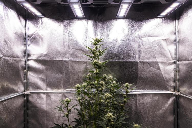 Royal Cheese - Farm #22. Week 6 - Royal Cheese - Day 42.