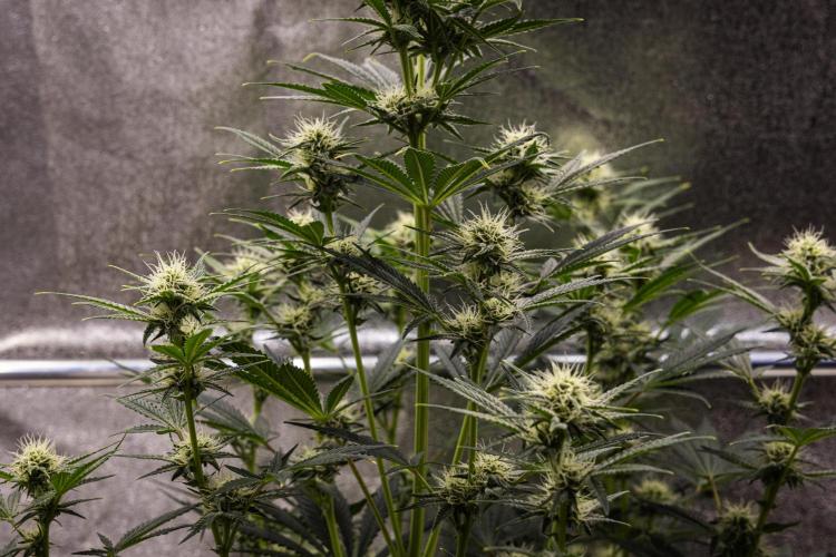 Royal Cheese - Farm #22. Week 6 - Royal Cheese - Day 42.