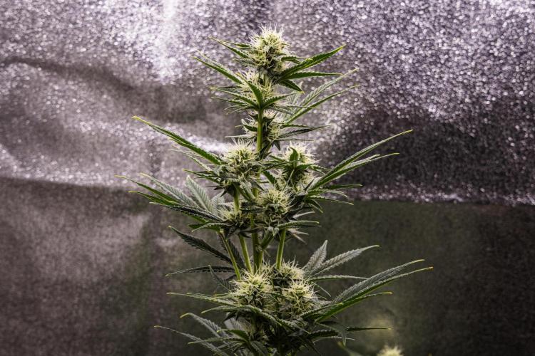 Royal Cheese - Farm #22. Week 6 - Royal Cheese - Day 42.