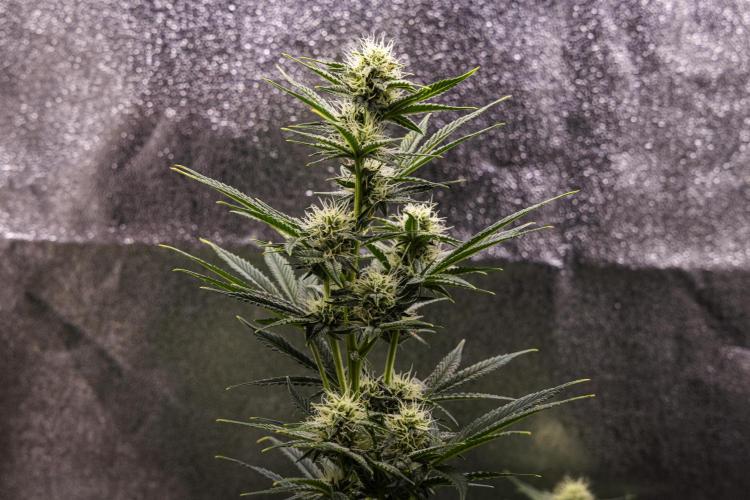 Royal Cheese - Farm #22. Week 6 - Royal Cheese - Day 42.