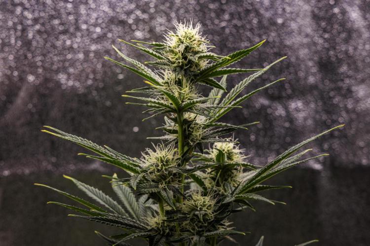 Royal Cheese - Farm #22. Week 6 - Royal Cheese - Day 42.