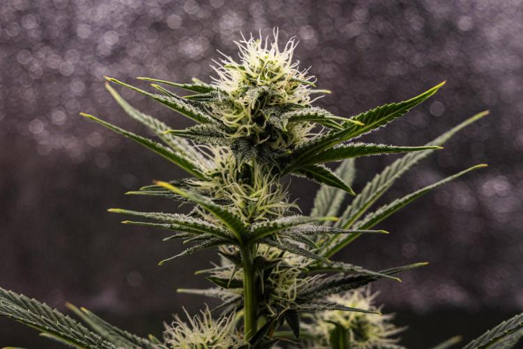 Royal Cheese - Farm #22. Week 6 - Royal Cheese - Day 42.