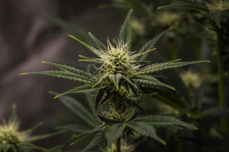 Royal Cheese - Farm #22. Week 6 - Royal Cheese - Day 42.