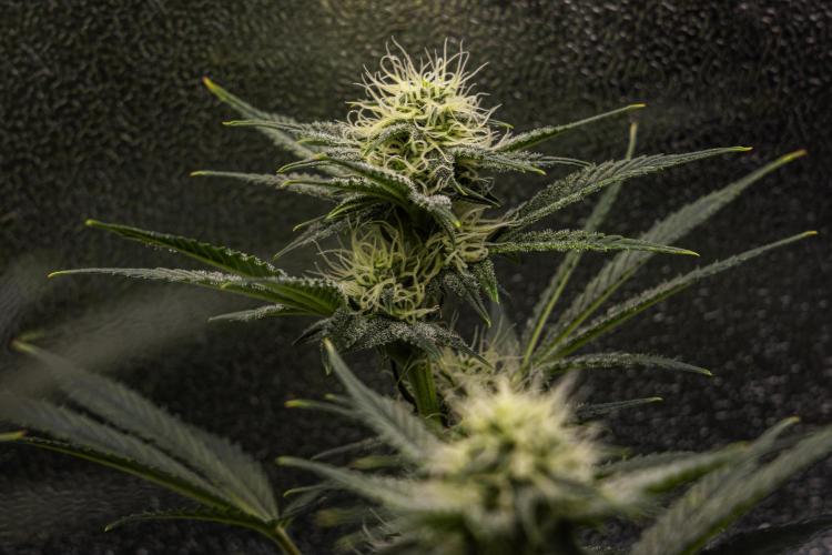 Royal Cheese - Farm #22. Week 6 - Royal Cheese - Day 42.