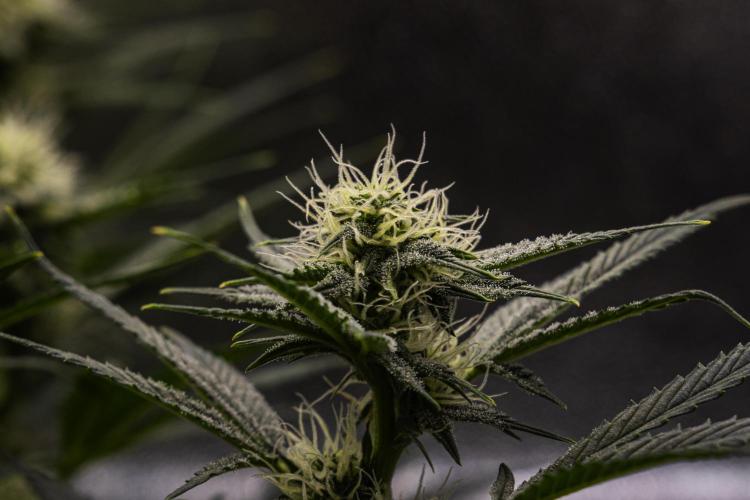 Royal Cheese - Farm #22. Week 6 - Royal Cheese - Day 42.