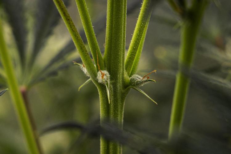 Royal Cheese - Farm #22. Week 6 - Royal Cheese - Day 42.