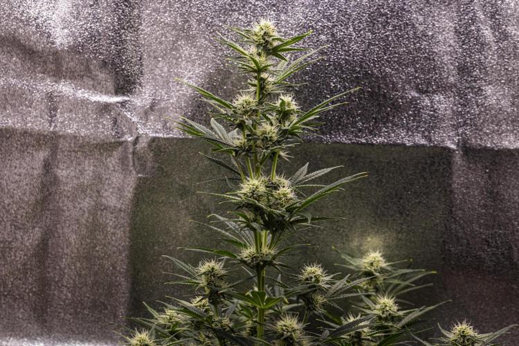 Royal Cheese - Farm #22. Week 6 - Royal Cheese - Day 42.