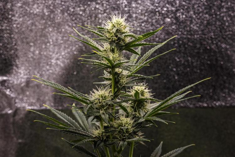 Royal Cheese - Farm #22. Week 6 - Royal Cheese - Day 42.