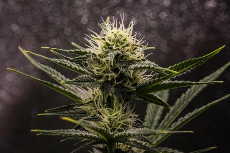 Royal Cheese - Farm #22. Week 6 - Royal Cheese - Day 42.