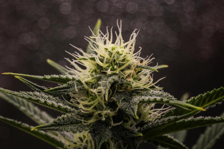 Royal Cheese - Farm #22. Week 6 - Royal Cheese - Day 42.
