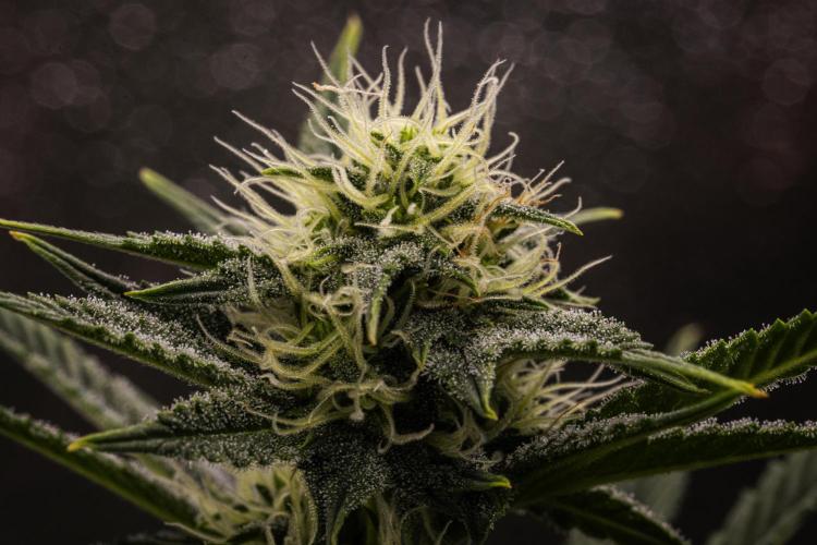 Royal Cheese Automatic. Week 6