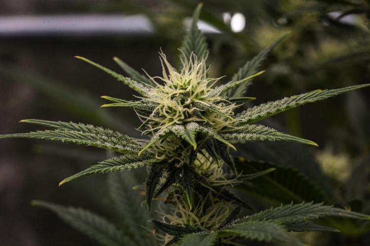 Royal Cheese - Farm #22. Week 6 - Royal Cheese - Day 42.