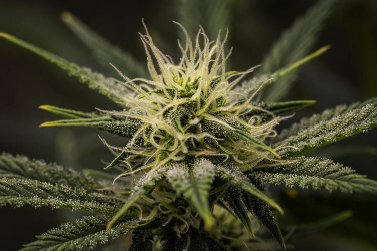 Royal Cheese - Farm #22. Week 6 - Royal Cheese - Day 42.