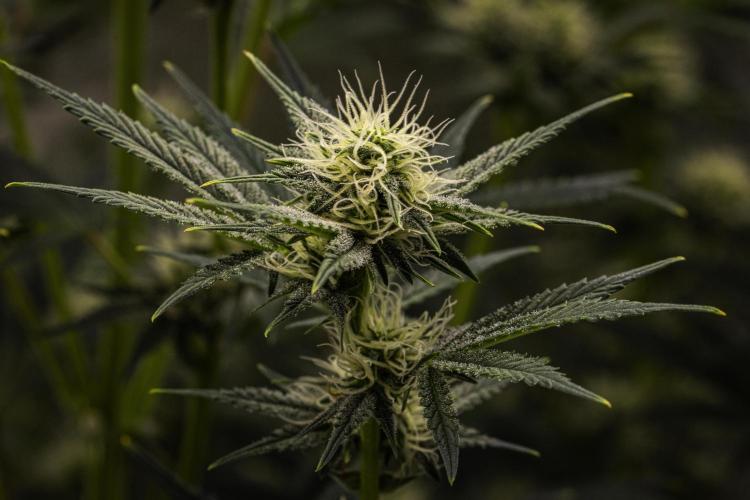 Royal Cheese - Farm #22. Week 6 - Royal Cheese - Day 42.