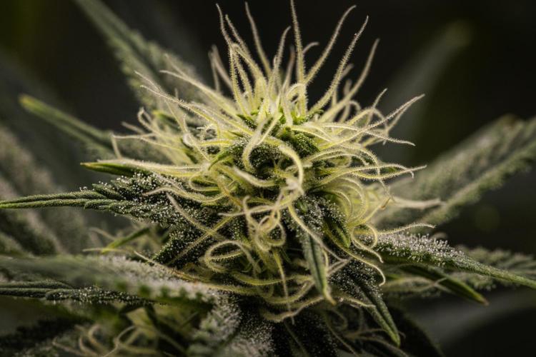 Royal Cheese - Farm #22. Week 6 - Royal Cheese - Day 42.