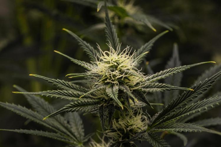 Royal Cheese - Farm #22. Week 6 - Royal Cheese - Day 42.