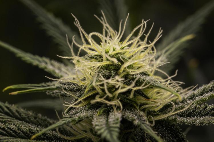 Royal Cheese - Farm #22. Week 6 - Royal Cheese - Day 42.