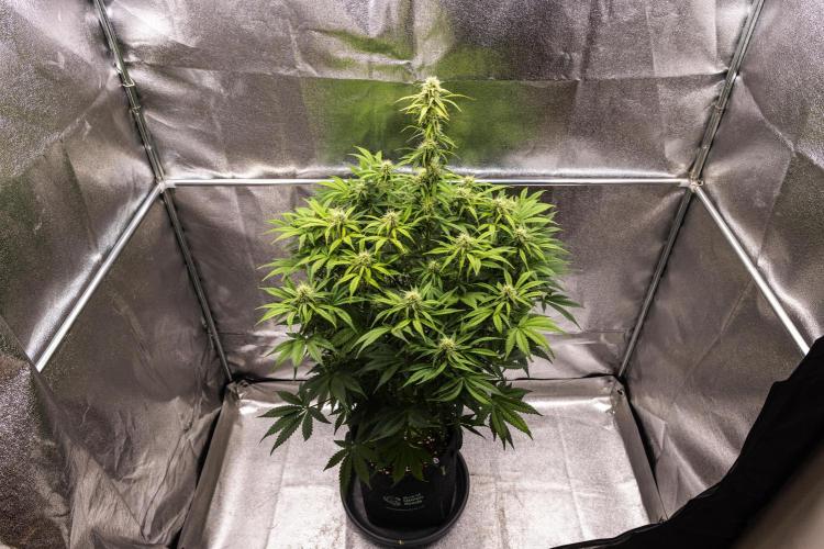 Mexican Rush - Farm #22. Week 7 - Mexican Rush - Day 49.