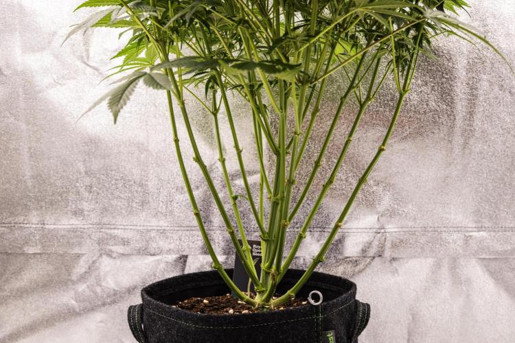 Mexican Rush - Farm #22. Week 7 - Mexican Rush - Day 49.