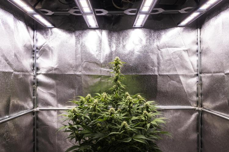 Mexican Rush - Farm #22. Week 7 - Mexican Rush - Day 49.
