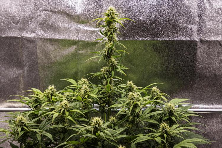 Mexican Rush - Farm #22. Week 7 - Mexican Rush - Day 49.