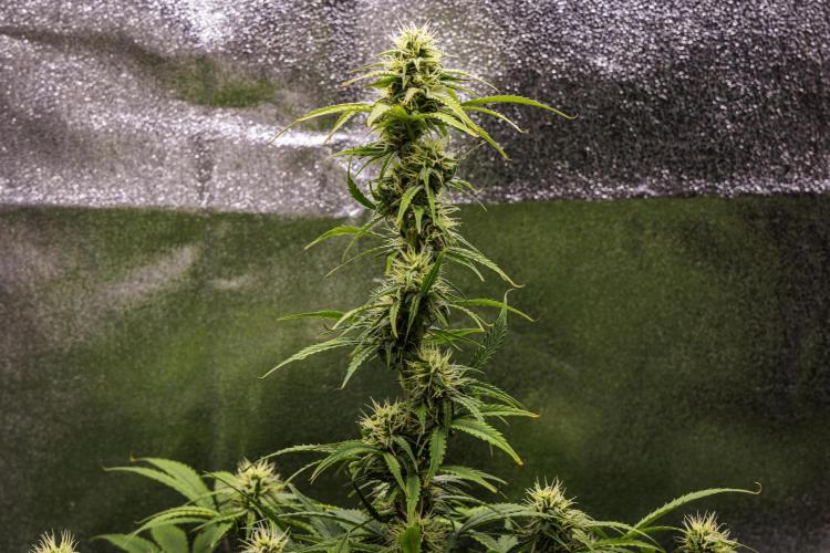 Mexican Rush - Farm #22. Week 7 - Mexican Rush - Day 49.