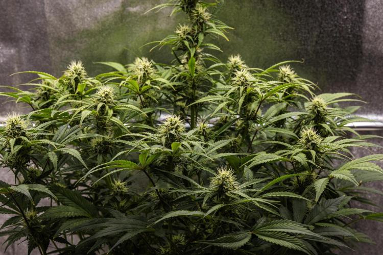 Mexican Rush - Farm #22. Week 7 - Mexican Rush - Day 49.
