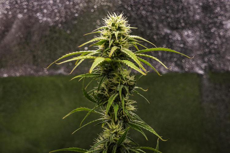 Mexican Rush - Farm #22. Week 7 - Mexican Rush - Day 49.