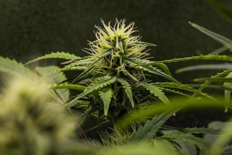 Mexican Rush - Farm #22. Week 7 - Mexican Rush - Day 49.