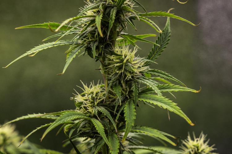 Mexican Rush - Farm #22. Week 7 - Mexican Rush - Day 49.
