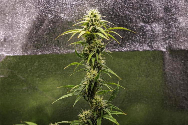 Mexican Rush - Farm #22. Week 7 - Mexican Rush - Day 49.