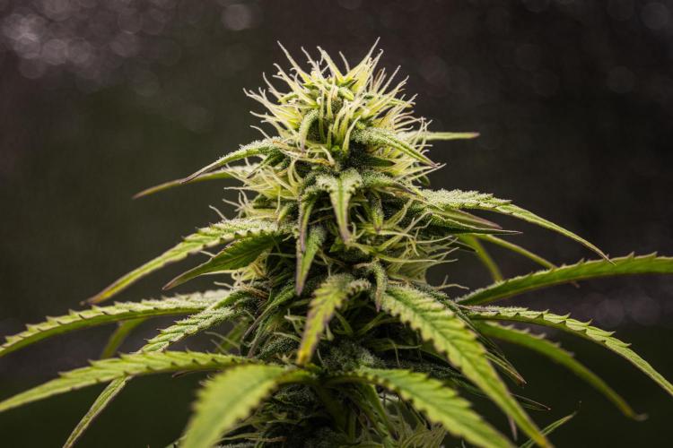 Mexican Rush - Farm #22. Week 7 - Mexican Rush - Day 49.