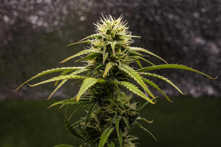 Mexican Rush - Farm #22. Week 7 - Mexican Rush - Day 49.
