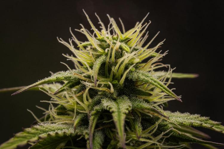 Mexican Rush Auto. Week 7
