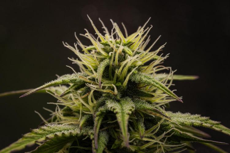 Mexican Rush - Farm #22. Week 7 - Mexican Rush - Day 49.