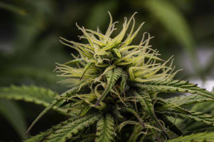 Mexican Rush - Farm #22. Week 7 - Mexican Rush - Day 49.
