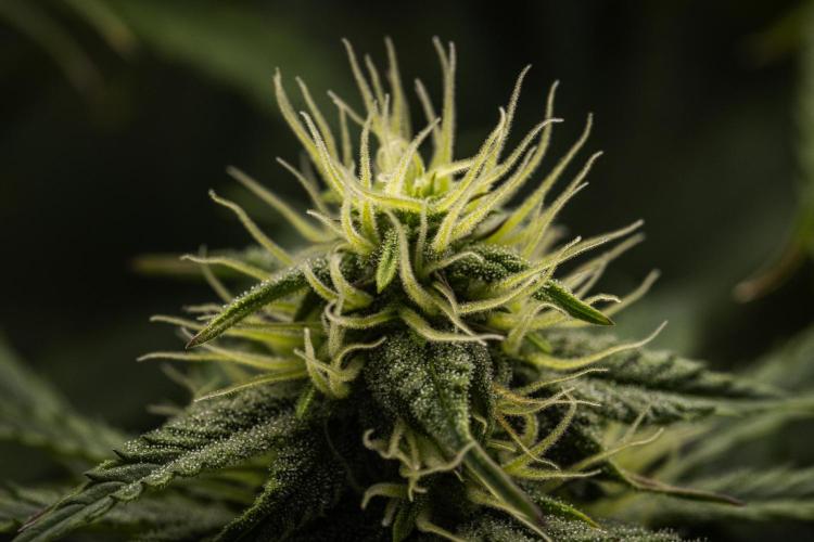 Mexican Rush - Farm #22. Week 7 - Mexican Rush - Day 49.