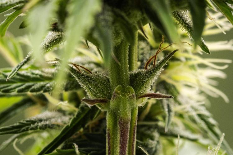 Mexican Rush - Farm #22. Week 7 - Mexican Rush - Day 49.