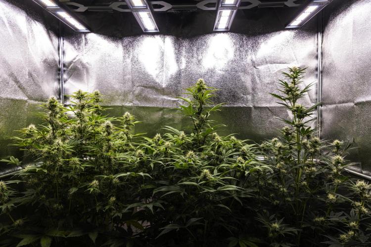 Apple Fritter - Farm #22. Week 7 - Butterflies Little Farm - Week 7.