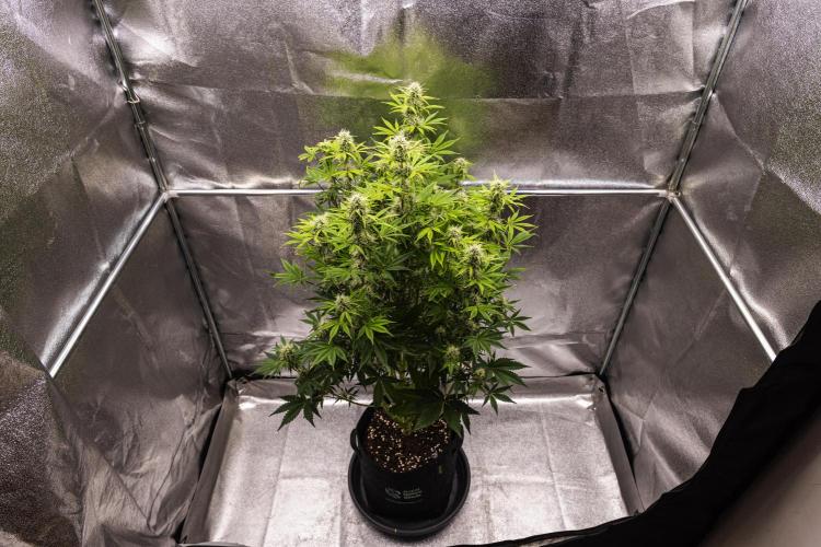 Apple Fritter - Farm #22. Week 7 - Apple Fritter - Day 49.