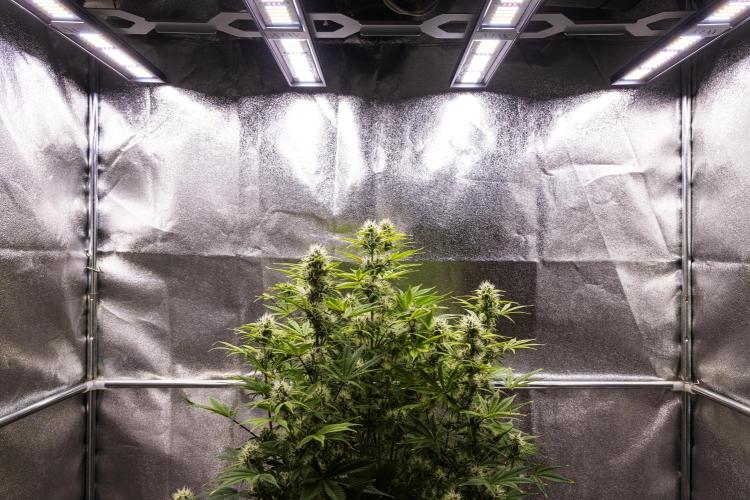 Apple Fritter - Farm #22. Week 7 - Apple Fritter - Day 49.