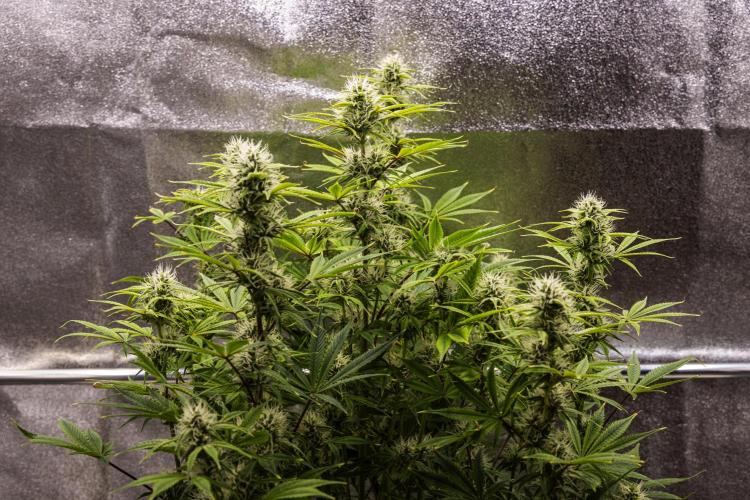 Apple Fritter - Farm #22. Week 7 - Apple Fritter - Day 49.