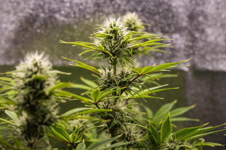 Apple Fritter - Farm #22. Week 7 - Apple Fritter - Day 49.