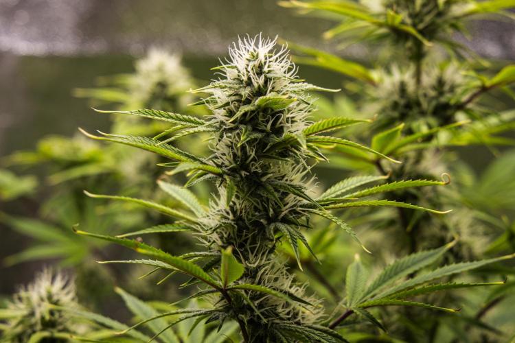 Apple Fritter - Farm #22. Week 7 - Apple Fritter - Day 49.