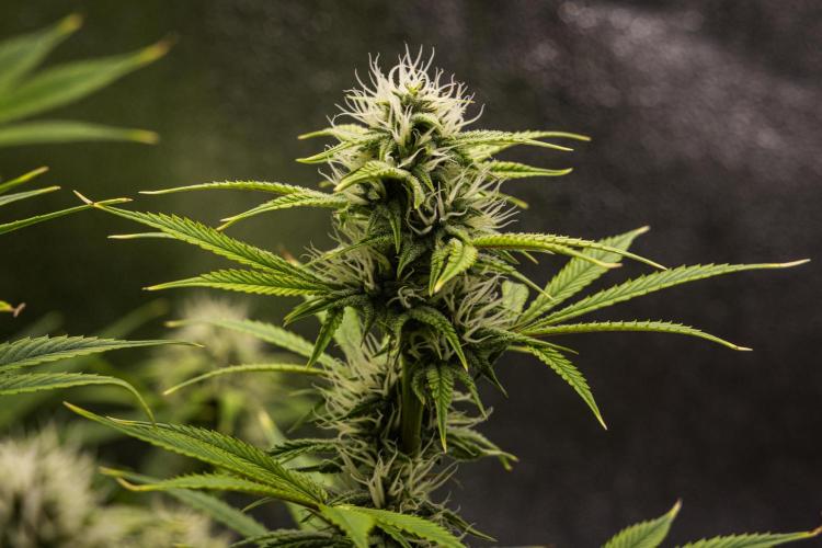 Apple Fritter - Farm #22. Week 7 - Apple Fritter - Day 49.