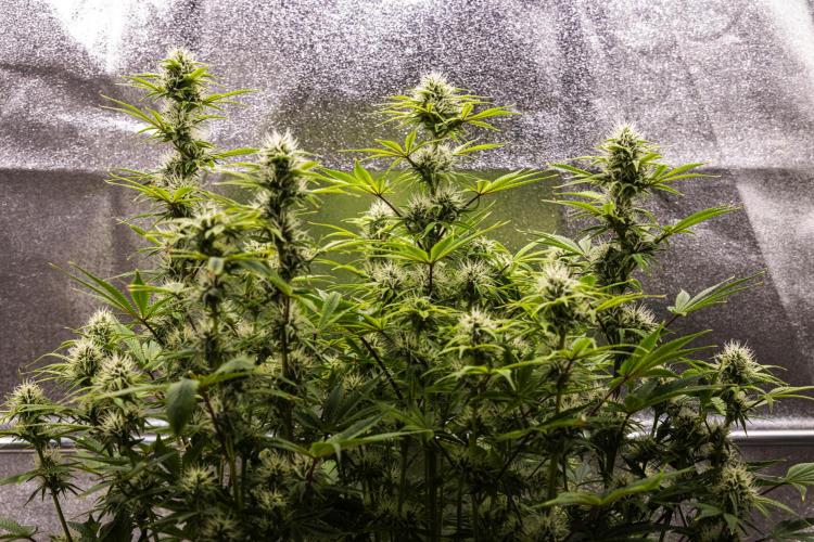 Apple Fritter - Farm #22. Week 7 - Apple Fritter - Day 49.