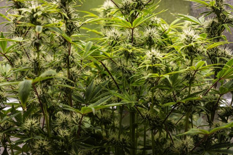 Apple Fritter - Farm #22. Week 7 - Apple Fritter - Day 49.