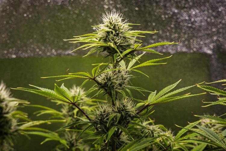 Apple Fritter - Farm #22. Week 7 - Apple Fritter - Day 49.